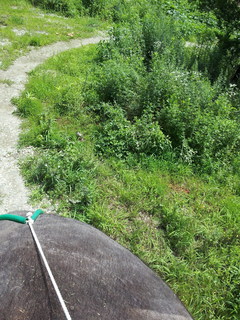20160723_111528 .jpg